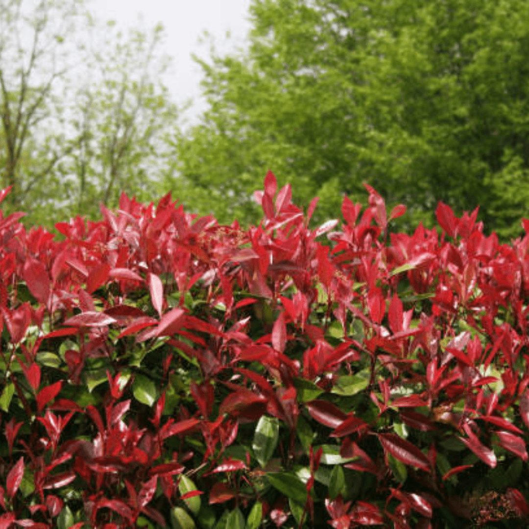 Photinia Robusta