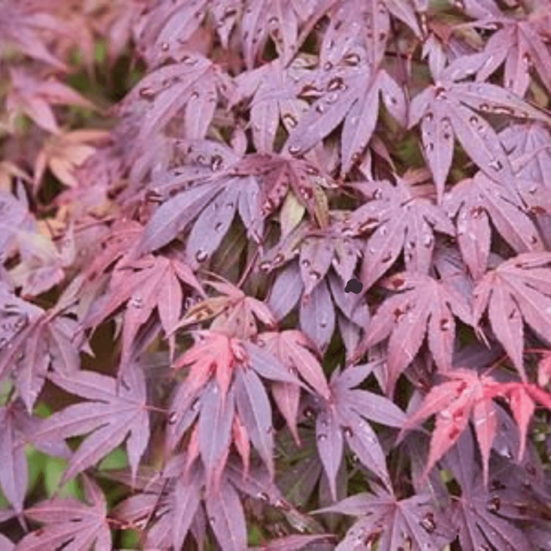 Acer Palmatum Shaina