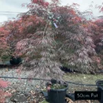 Inaba Shidare red weeping Japanese Maple 50cm pot size plant, delivered with care from Impressive Plants.
