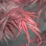 Inaba Shidare red weeping Japanese Maple, stunning canopy, from Impressive Plants