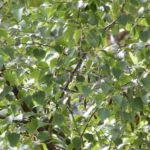 Silver Birch foliage, ever popular choice for contemporary and classic garden designs. Create striking avenue planting with these stunning plants. Delivered directly to your front door from Impressive Plants.