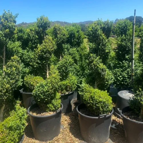 Striking English Box spiral topiary, expertly crafted over 15 years to create a living work of art. Looking for something unique? Look no further, available from Impressive Plants .