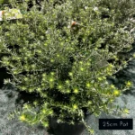 Westringia Fruiticosa, native rosemary plants, bringing beauty to coastal landscape designs. Available in both natural form and shaped topiary plants.