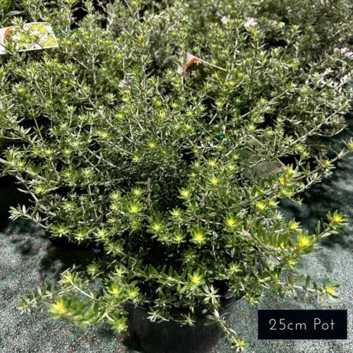 Westringia Fruiticosa, native rosemary plants, bringing beauty to coastal landscape designs. Available in both natural form and shaped topiary plants.