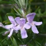 Westringia Fruiticosa, also known as Coastal Rosemary is available in both natural forms and shaped topiary plants.