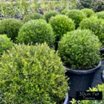 Shaped topiary balls, Westringia Fruiticosa, native rosemary topiary balls, expertly crafted from a young age for a tight clipped topiary look. Ideal for feature pots to frame a home or garden entrance.