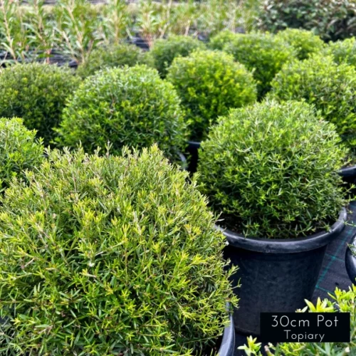 Shaped topiary balls, Westringia Fruiticosa, native rosemary topiary balls, expertly crafted from a young age for a tight clipped topiary look. Ideal for feature pots to frame a home or garden entrance.