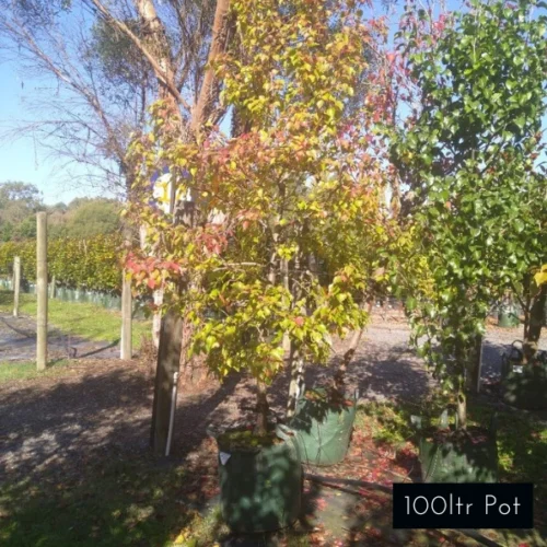 Manchurian Pear, advanced sizes available, create instant dramatic effect with quality plants delivered from Impressive Plants.