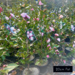 With a size to suit every budget, Camellia Sweet Jane features a beautifully romantic pink bloom.