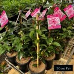 20cm pot size Camellia Sasanqua Volunteer, delivered from Impressive Plants straight to your front door.