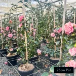 One of the most beautiful pink sasanqua camellias, Volunteer features layers of multi hued pink petals. Brighten up your winter garden with this low maintenance camella sasanqua. Delivered directly to your front door from Impressive Plants.