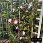 Stunning Camellia Sasanqua Sweet Jane, delivered from Impressive Plants