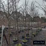 Quality Manchurian Pear. enjoy sweet springtime blossoms with this stunning ornamental pear. Ideal for large scale screening, avenue planting and feature trees, delivery available from Impressive Plants.