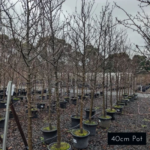 Quality Manchurian Pear. enjoy sweet springtime blossoms with this stunning ornamental pear. Ideal for large scale screening, avenue planting and feature trees, delivery available from Impressive Plants.