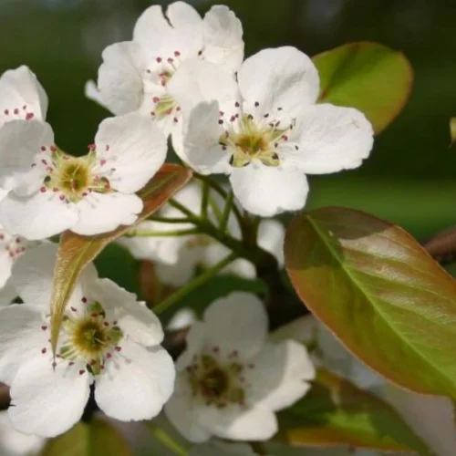 Manchurian Pear, stunning springtime flowers. One of our largest varieties of ornamental pear, ideal for large scale screening or feature trees.
