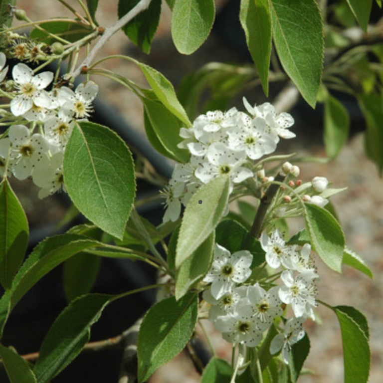 Ornamental Pears - Snow Pear