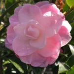 Camellia Sasanqua Sweet Jane, delicate pink single blooms, add vibrancy and colour to your winter gardens with Impressive Plant.s