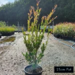 Acmena Smithii Minor Available in 25cm Pot size at Impressive Plants.
