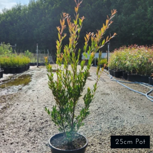 Acmena Smithii Minor Available in 25cm Pot size at Impressive Plants.