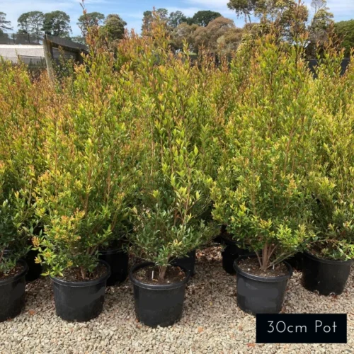 Acmena Smithii Minor 30cm pot size, available at Impressive Plants