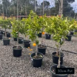 Tasty and delicious Washington Navel citrus trees. Enjoy freshly picked fruit from your own garden.
