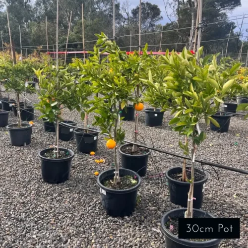 Tasty and delicious Washington Navel citrus trees. Enjoy freshly picked fruit from your own garden.
