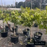 Washington navel citrus trees, delivered directly to your front door from Impressive Plants.