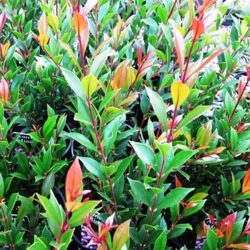 Acmena Smithii Minor available at Impressive Plants