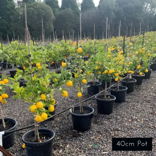 Lemon Meyer citrus trees, available in a range of sizes, delivered directly to your front door from Impressive Plants.