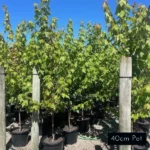 Quality Autumn Blaze Canadian Maples, also known as Jeffersred. Classic large scale feature and shade trees, delivered from Impressive Plants.