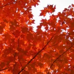 Quality Autumn Blaze Canadian Maples, quality plants, delivered with care from Impressive Plants.
