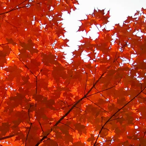 Quality Autumn Blaze Canadian Maples, quality plants, delivered with care from Impressive Plants.